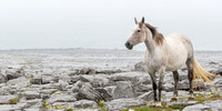 Wild Horse in Dooley Ireland