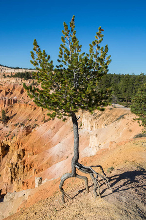Bryce Canyon Lone Tree